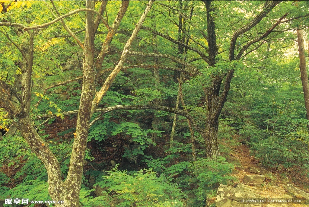 森林风景