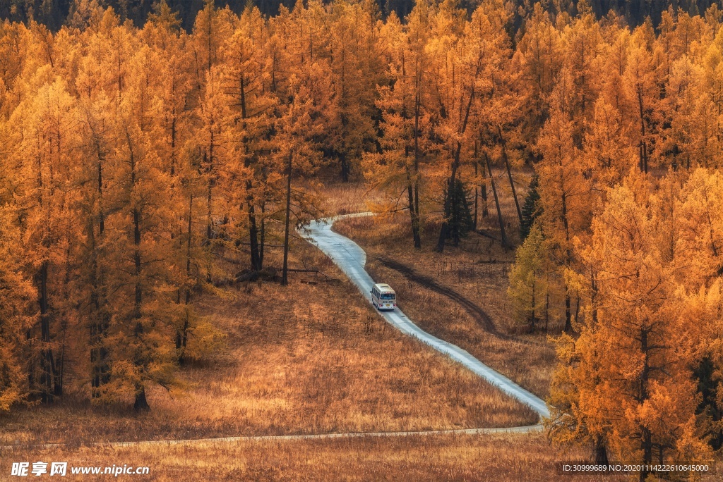 森林风景