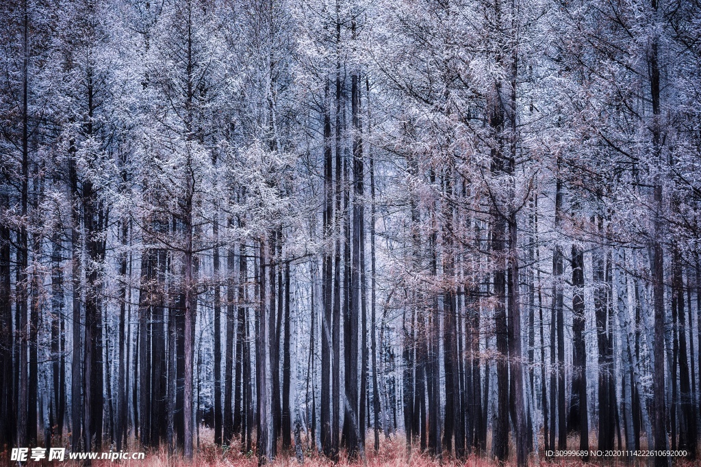 森林风景