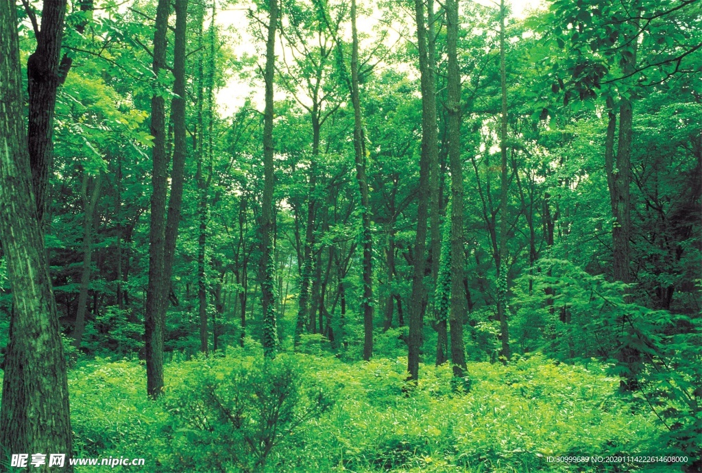 森林风景