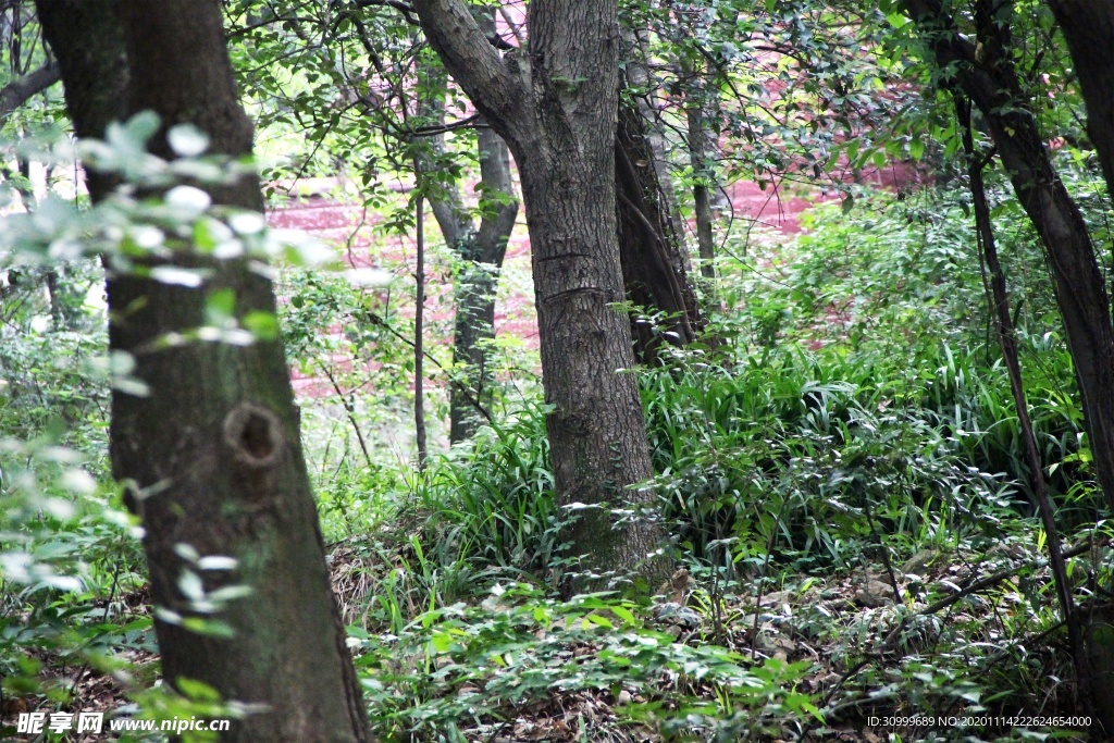 森林风景