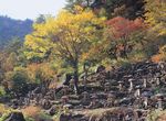森林风景