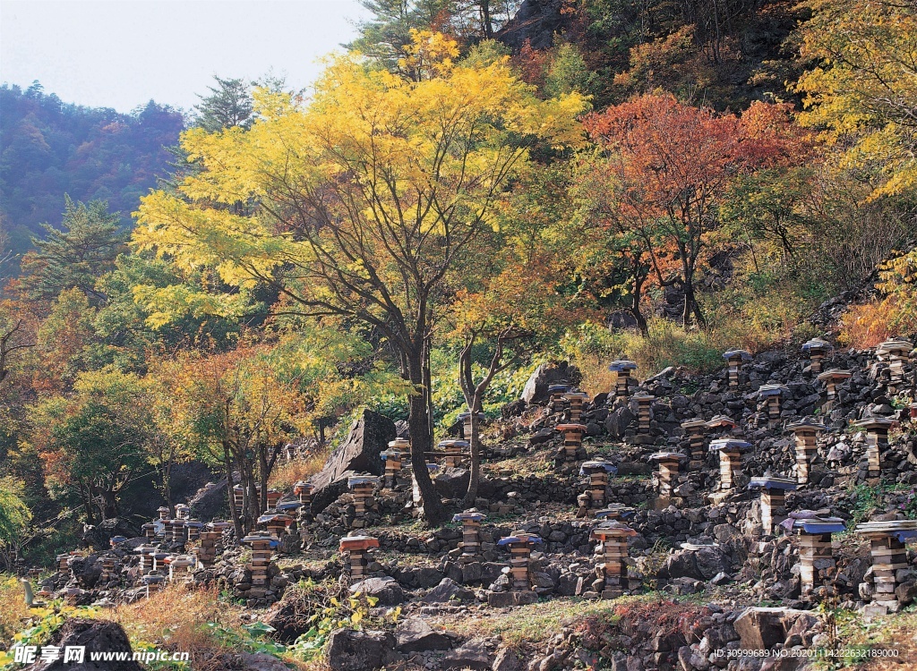 森林风景