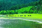 森林风景