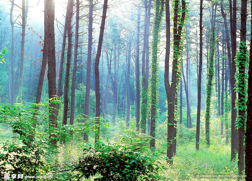森林风景