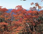 森林风景
