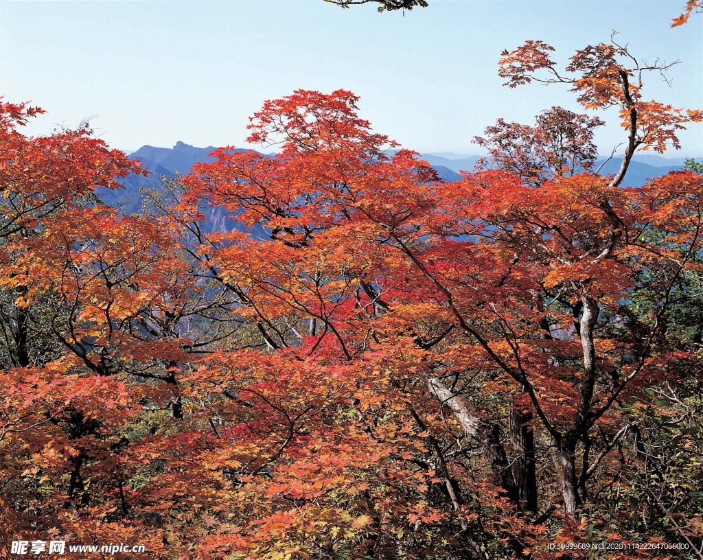 森林风景