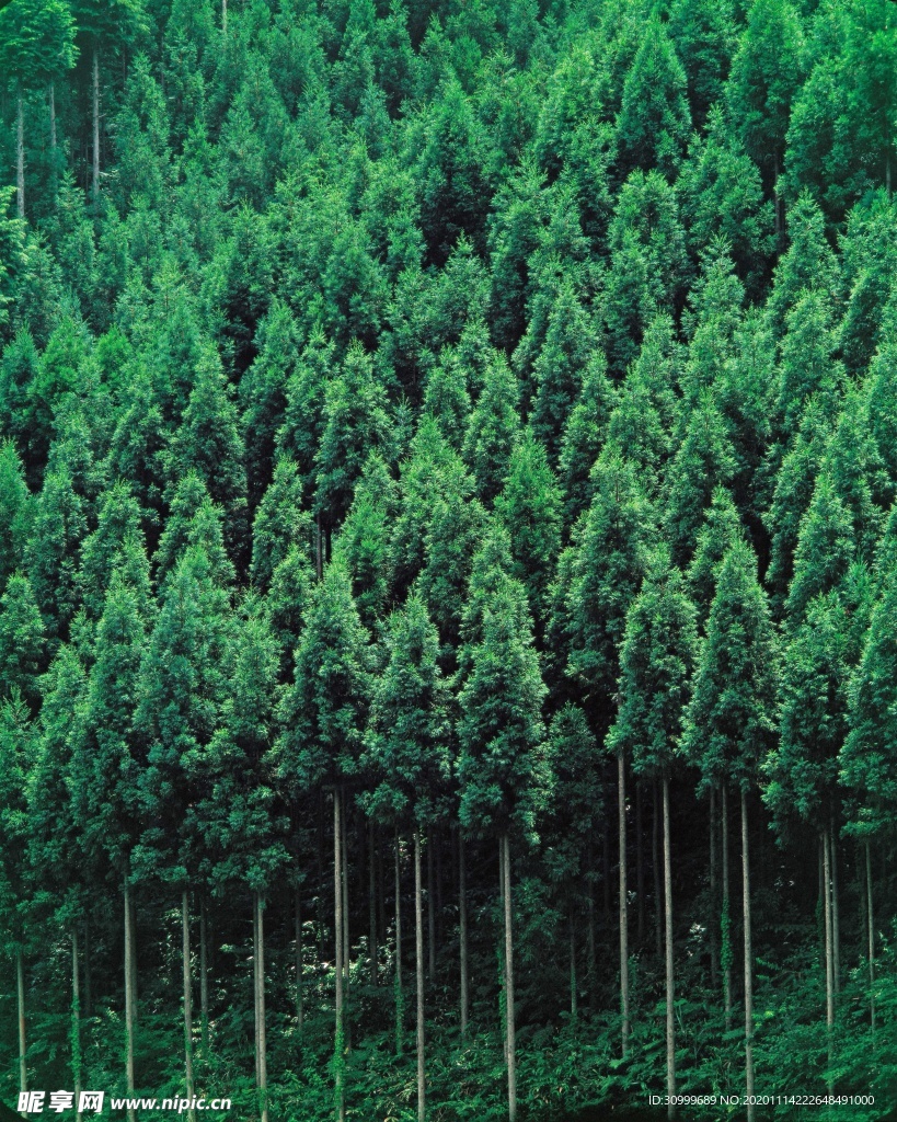森林风景