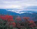 森林风景