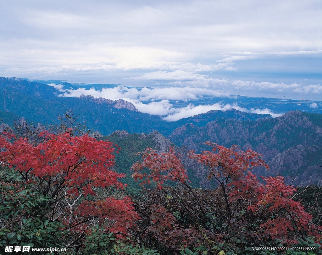 森林风景