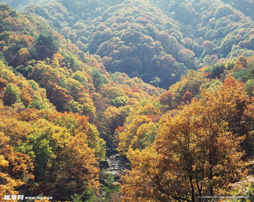 森林风景