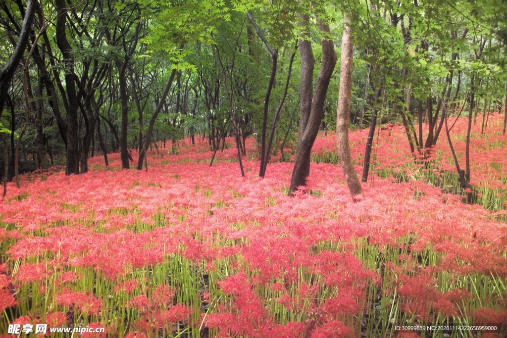 森林风景