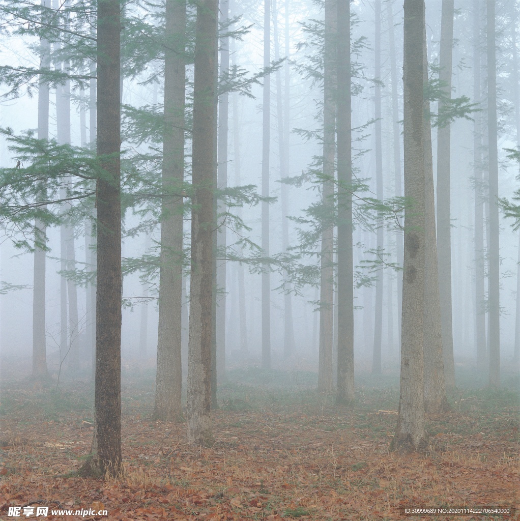 森林风景