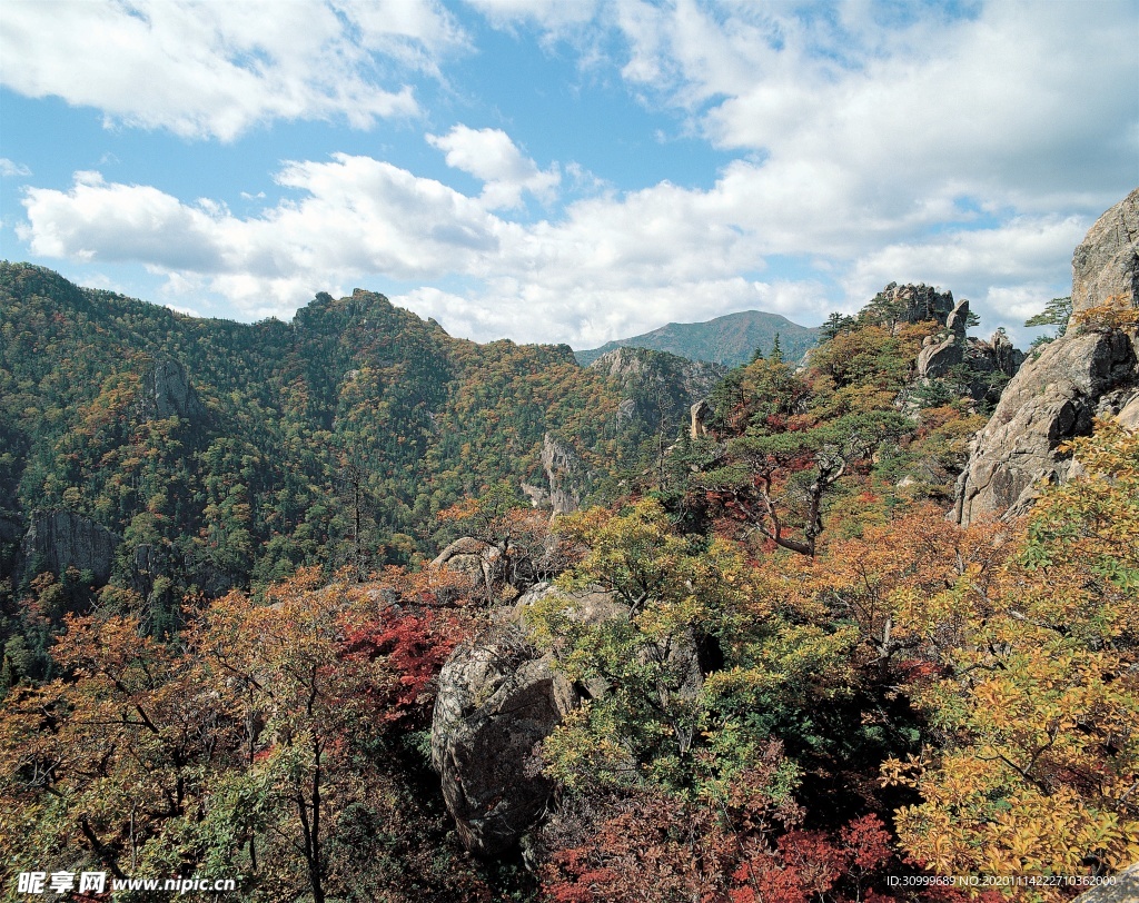 森林风景
