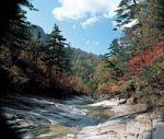 森林风景