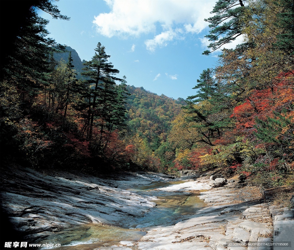 森林风景