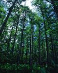 森林风景