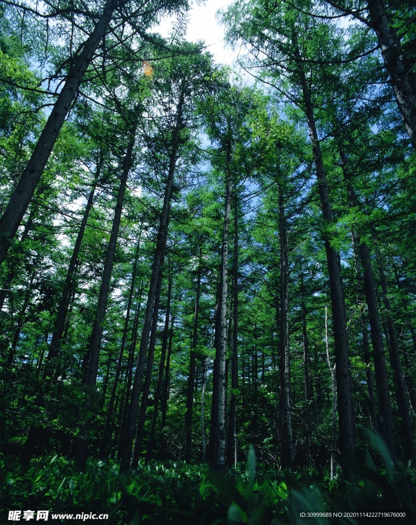 森林风景