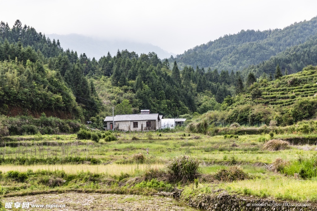 森林风景