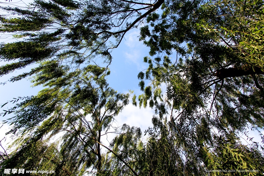 森林风景