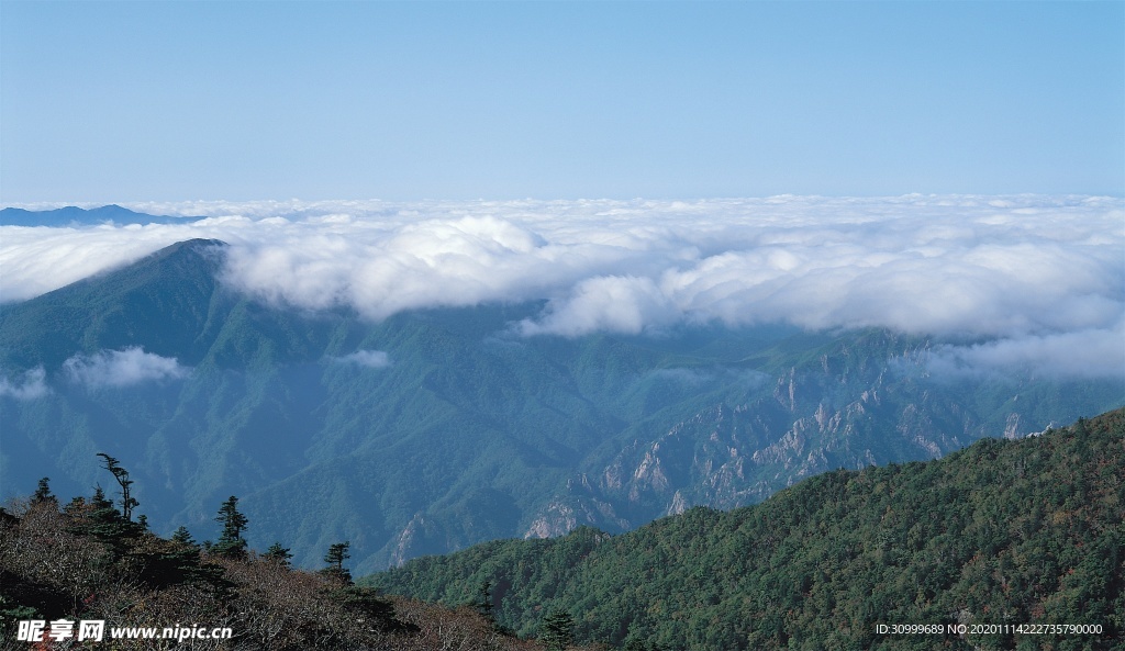 森林风景