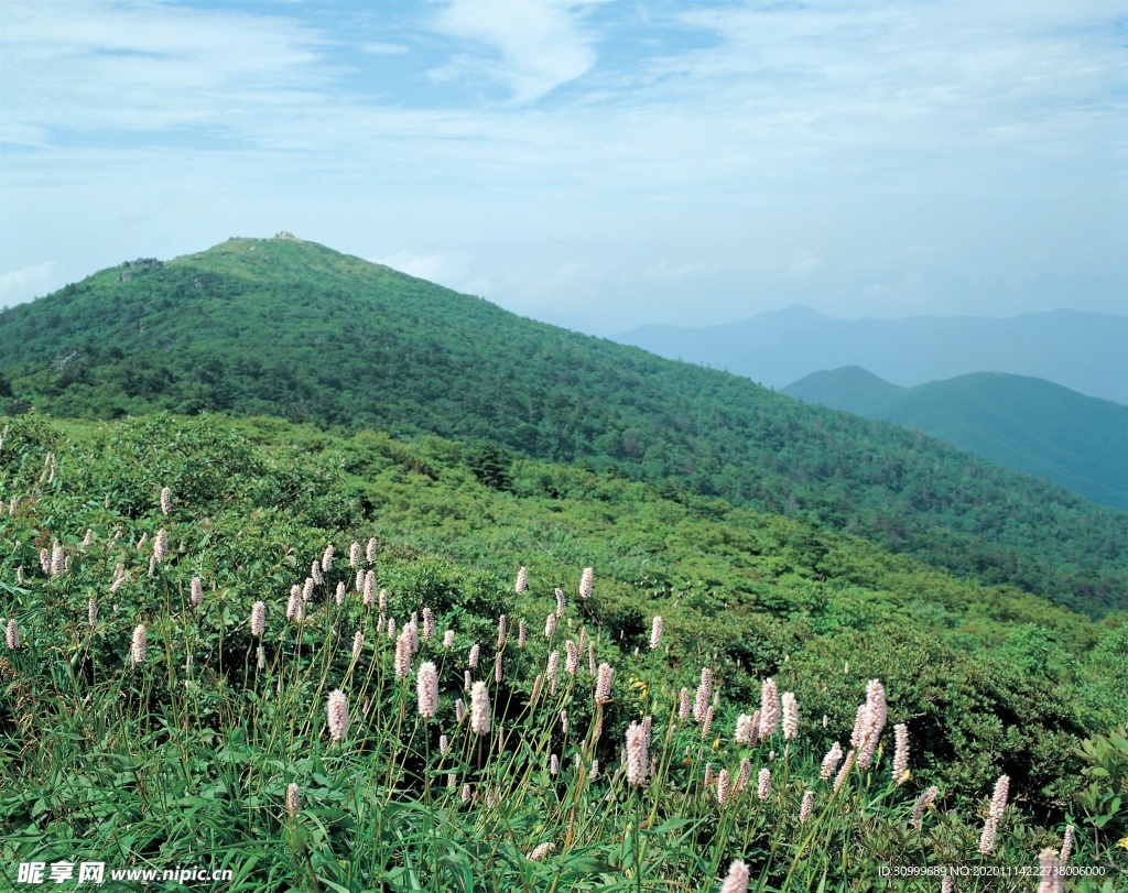 森林风景