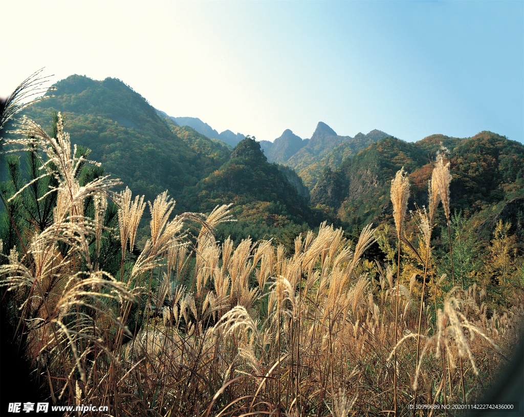 森林风景