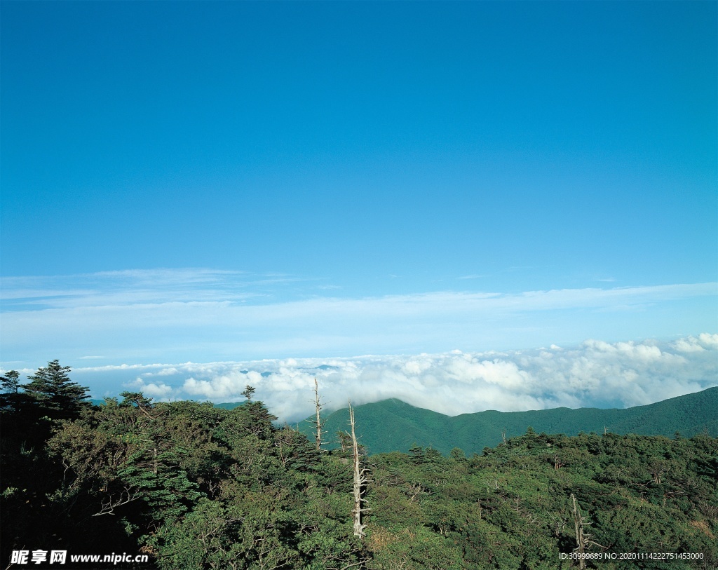 森林风景