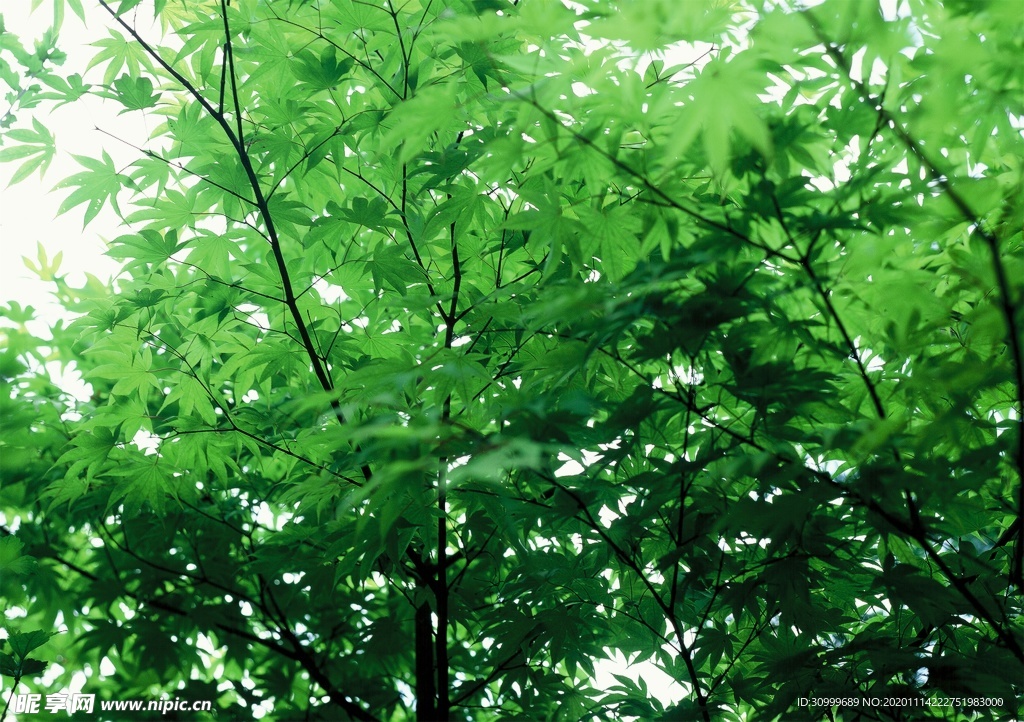 森林风景