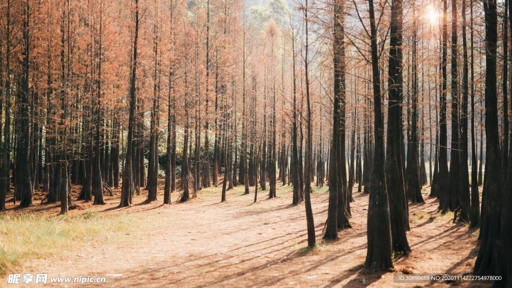 森林风景