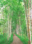 森林风景