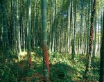 森林风景
