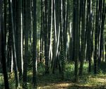 森林风景