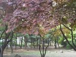 森林风景