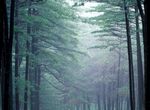 森林风景