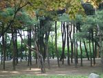 森林风景