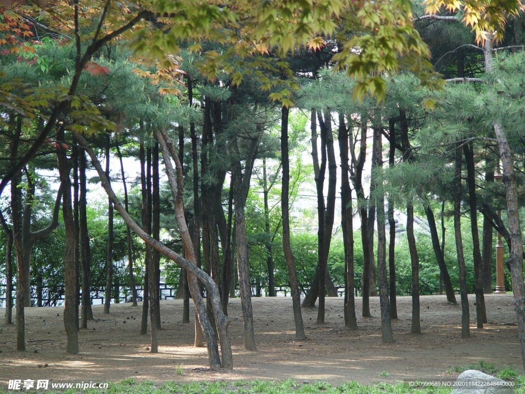 森林风景