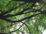 森林风景