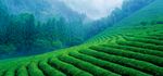 森林风景