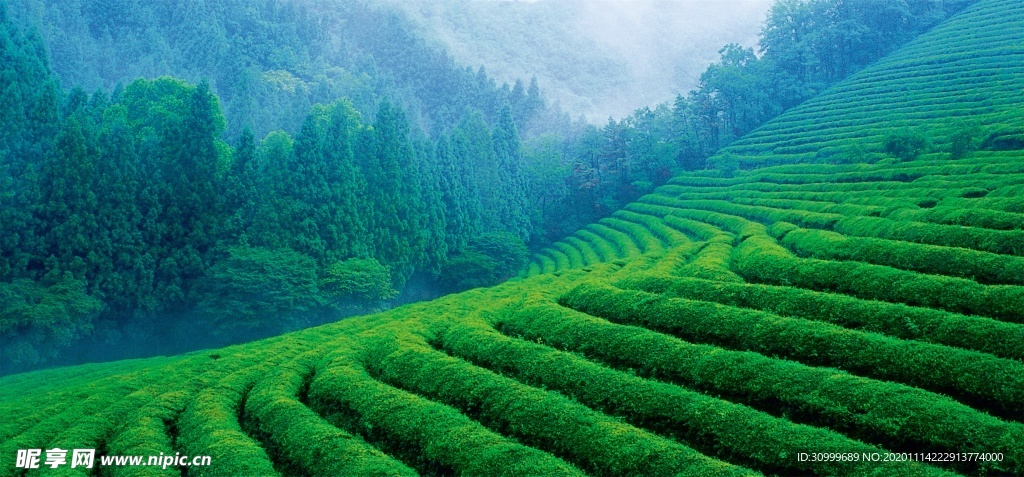 森林风景