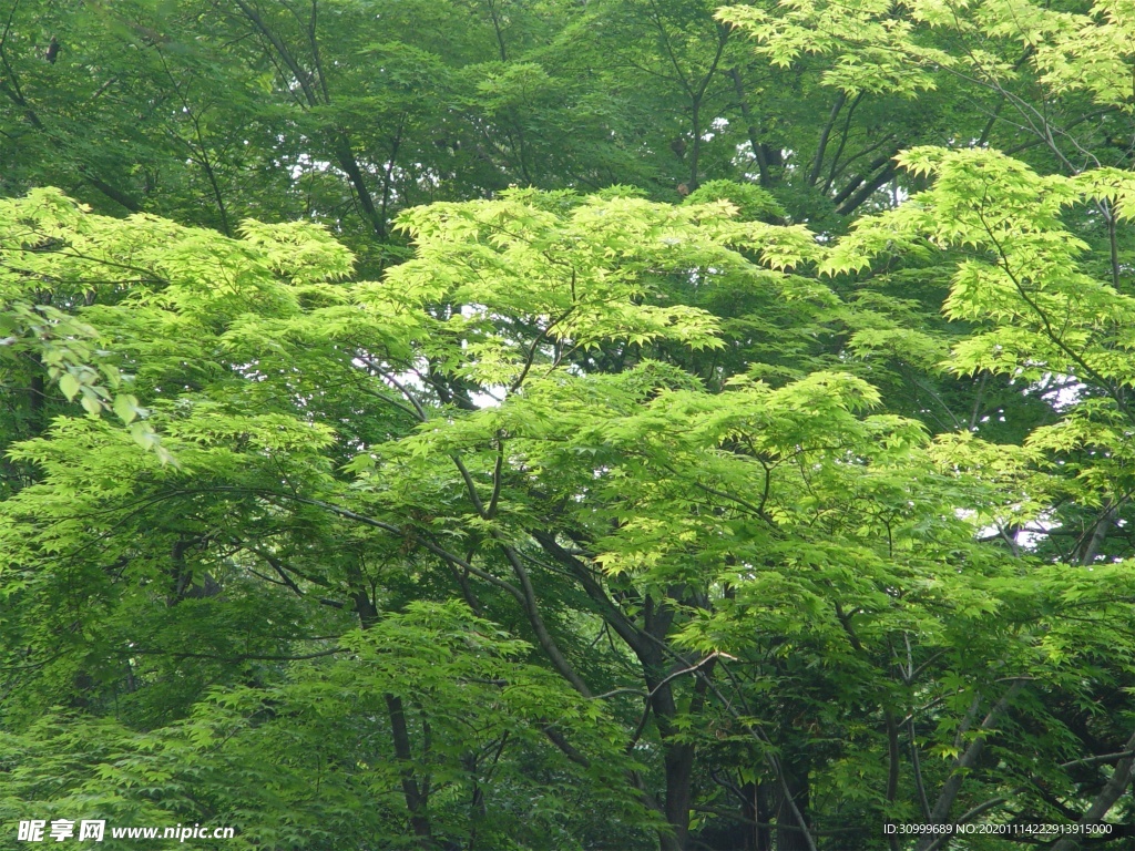 森林风景