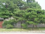 森林风景