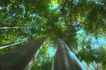 森林风景