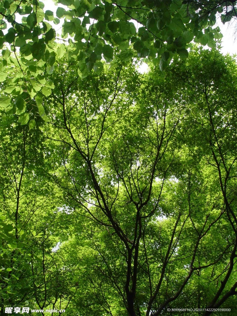 森林风景