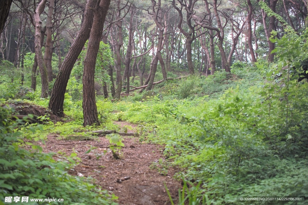 森林风景