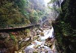 森林风景