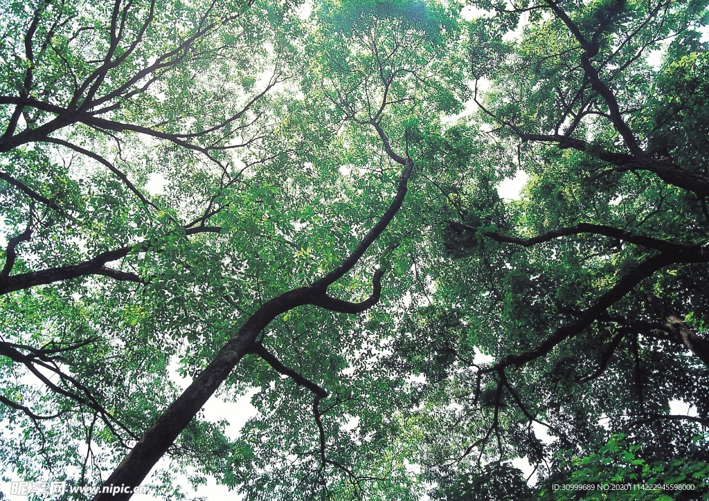 森林风景