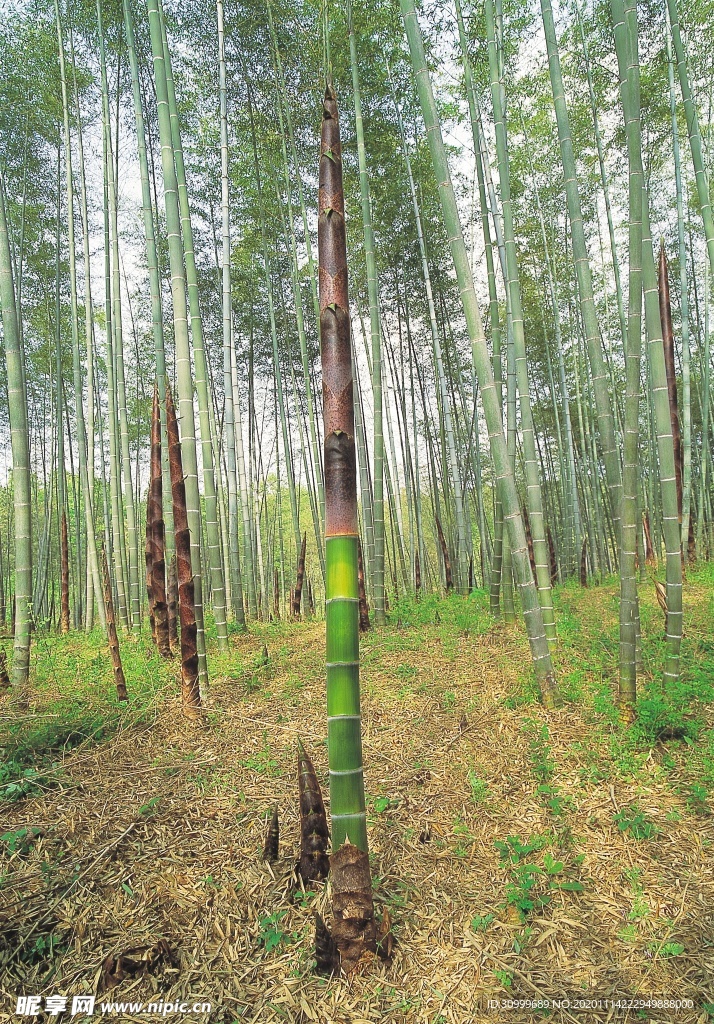 森林风景