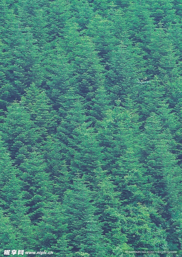 森林风景