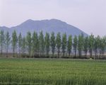 森林风景